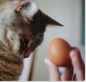 猫咪可以吃蛋黄吗_蛋黄可以给猫猫吃吗_猫咪蛋黄能吃吗