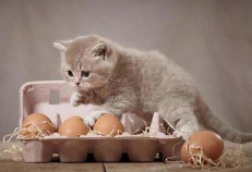 猫咪可以吃蛋黄吗_蛋黄可以给猫猫吃吗_猫咪蛋黄能吃吗