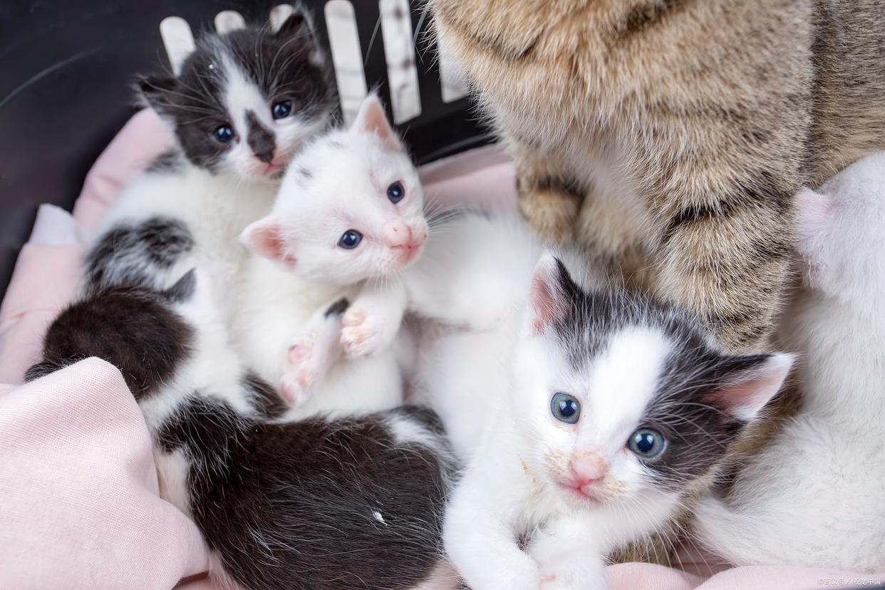 小猫驱虫后虫子去哪了_两个月小猫驱虫死了_小猫驱虫死了