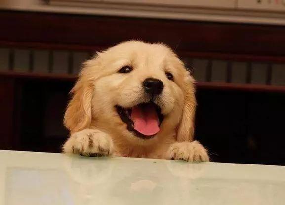 金毛狗多少钱一只_金毛狗值钱吗_grdog金毛犬币