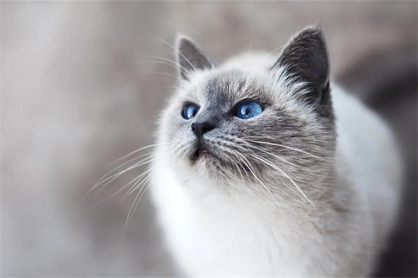 吐舌头猫咪头像_猫咪吐舌头是啥意思_吐舌头的猫可爱图片