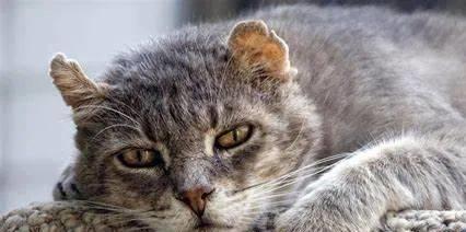 猫咪扑人是什么意思_猫咪挠人脚心_猫咪三岁半相当于人几岁